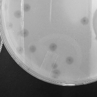 Thumbnail for Merida02