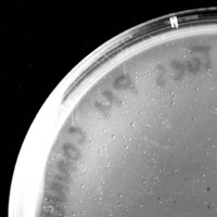 Gerttrup Plaque Picture
