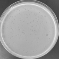 Twinzie Plaque Picture