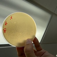 Vasilios Plaque Picture