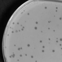 Moseby Plaque Picture