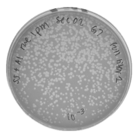 Palestina Plaque Picture