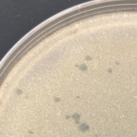 WashU29 Plaque Picture