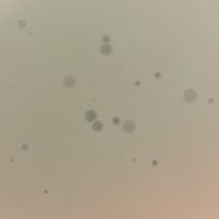 Budgie Plaque Picture