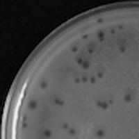 TeamEdward Plaque Picture