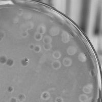 Lucida Plaque Picture