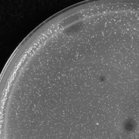 Soupyd67 Plaque Picture