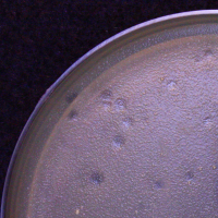 Pekka Plaque Picture