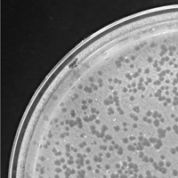 Bowman Plaque Picture