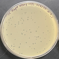 Crystalwyrm Plaque Picture