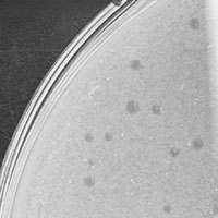 MavisX Plaque Picture