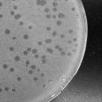 Henley13 Plaque Picture