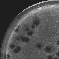 Julita Plaque Picture