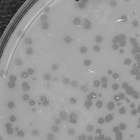 YoshiYama Plaque Picture